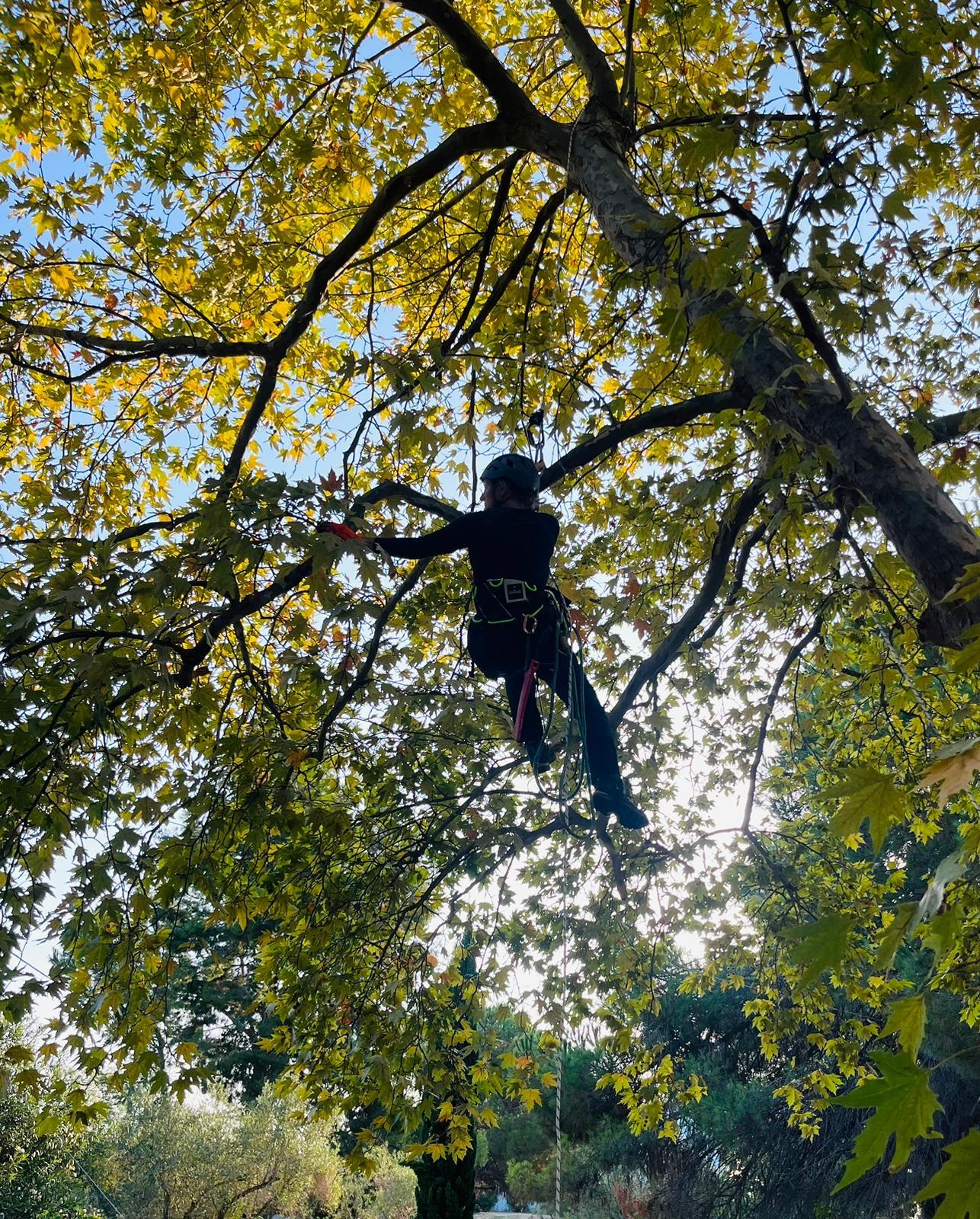 Kronenpflege im Wohngebiet